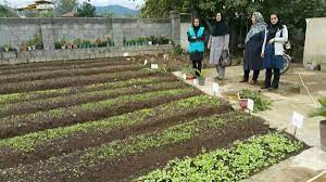 طرح باغچه های خانگی و بهبود تغذیه زنان روستایی در شهرستان انار اجرا شد.