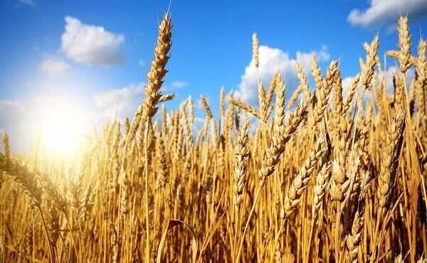 سال آینده از واردات گندم بی نیاز هستیم
