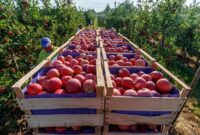 افزایش تولید سیب درختی در باغ های کرمان