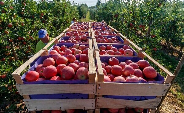 افزایش تولید سیب درختی در باغ های کرمان