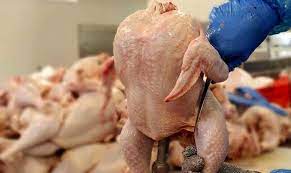 صادرات مرغ و تخم‌مرغ به کویت آزاد شد/ آنفولانزای فوق حاد پرندگان مشاهده نشده است