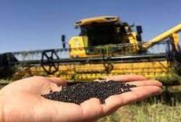 پیش بینی می­شود ۱۷۵ تن محصول دانه های روغنی از ۷۰ هکتار مزارع شهرستان بردسیر برداشت شود.