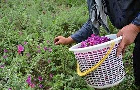 کشت گیاهان دارویی در شهرستان شهربابک رونق گرفته است