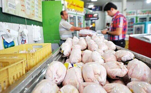 جمع آوری ۱۳ هزار تن مرغ مازاد نژاد آرین از بازار