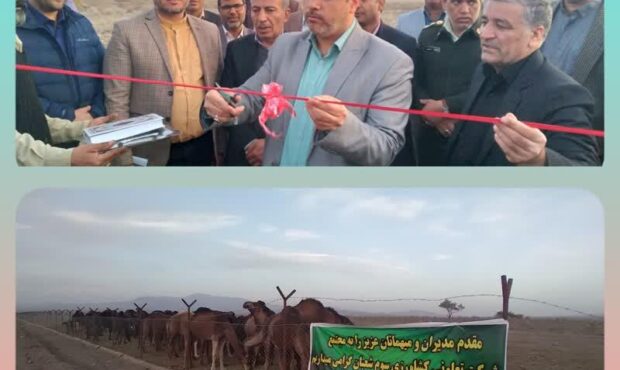 بهره برداری از طرح پروار بندی شتر با ظرفیت ۷۰ نفر در شهرستان ارزوئیه