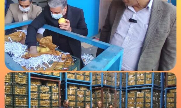 ورود اولین محموله سیب درختی طرح تنظیم بازار شب عید به استان کرمان
