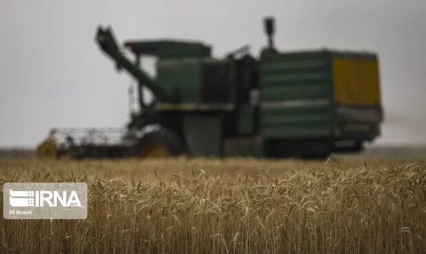 فائو: ایران سیزدهمین تولیدکننده بزرگ گندم جهان در سال ۲۰۲۲ شد