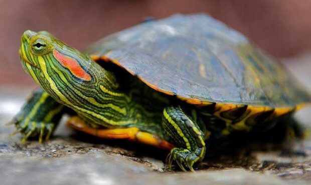 لاکپشت سنگاپوری برای هفت‌سین نخرید!