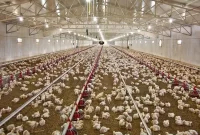 ایجاد زنجیره تولید مرغ در کرمان بیش از سه هزار میلیارد ریال هزینه دارد
