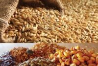 افزایش ذخایر راهبردی گندم و نهاده‌های دامی به ۴ ماه/ عرضه ۱۰۰ هزار تن برنج خارجی