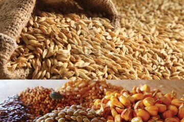 افزایش ذخایر راهبردی گندم و نهاده‌های دامی به ۴ ماه/ عرضه ۱۰۰ هزار تن برنج خارجی