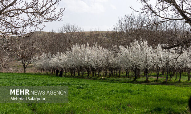 احتمال سرمازدگی مجدد محصولات کشاورزی در کرمان وجود دارد