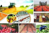 ضرورت سرمایه‌گذاری در حوزه صنایع تبدیلی برای ارتقای زنجیره ارزش بخش کشاورزی