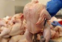 صادرات مرغ و تخم‌مرغ به کویت آزاد شد/ آنفولانزای فوق حاد پرندگان مشاهده نشده است