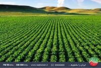 بازدید رئیس سازمان جهاد کشاورزی استان کرمان  از مزرعه کلزای ۱۲ هکتاری و طرح pvs  شهرستان ارزوئیه