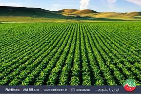 بازدید رئیس سازمان جهاد کشاورزی استان کرمان  از مزرعه کلزای ۱۲ هکتاری و طرح pvs  شهرستان ارزوئیه