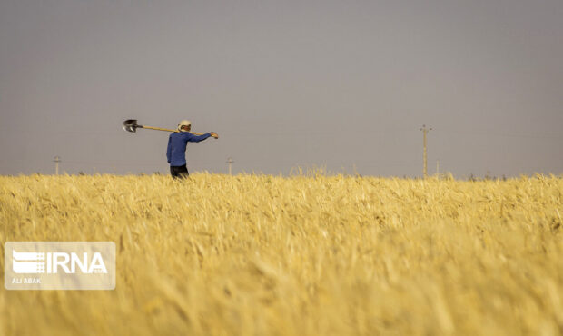 خودکفایی در تولید گندم در سال زراعی پیش‌رو/ تسویه پول گندمکاران تا ۱۰ روز آینده